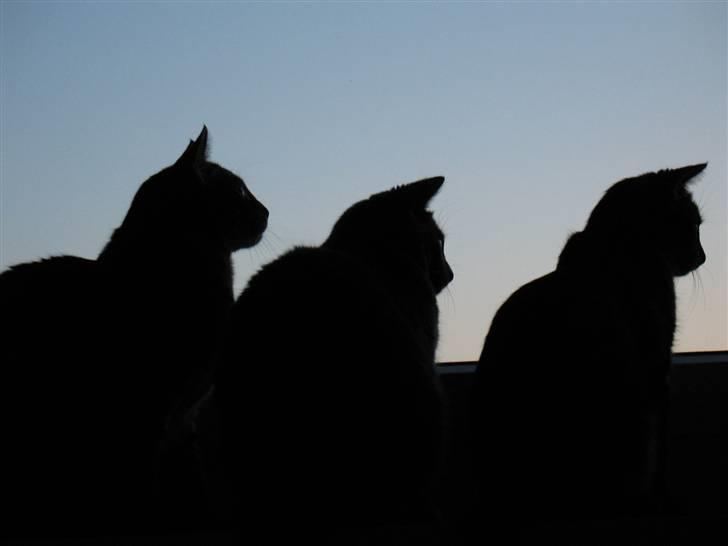 Huskat Raja billede 6