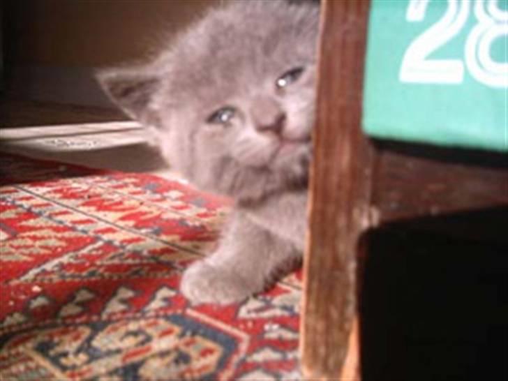 Huskat Raja billede 7