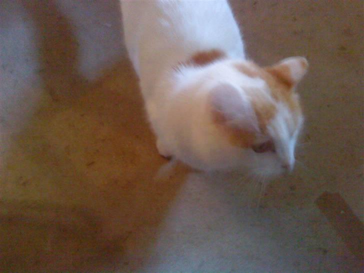 Huskat Trunte<3 - Jeg tror der er noget her kom & se mor billede 4