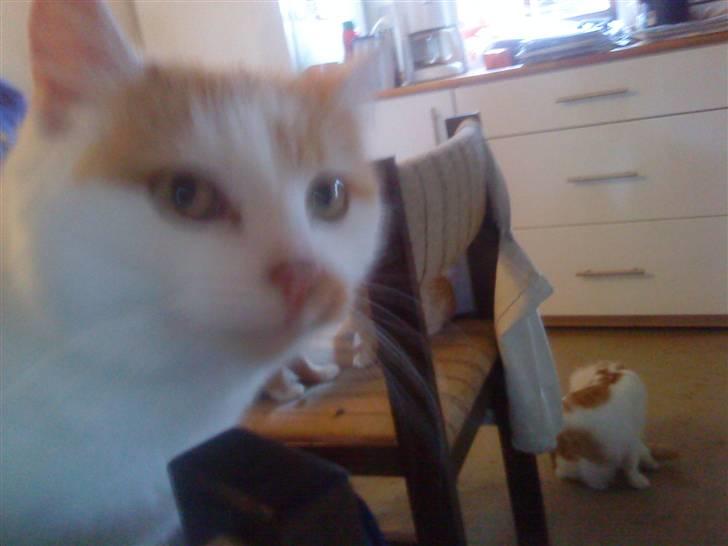 Huskat Trunte<3 - Se mine øjne de er gule:) & min næse brun billede 5