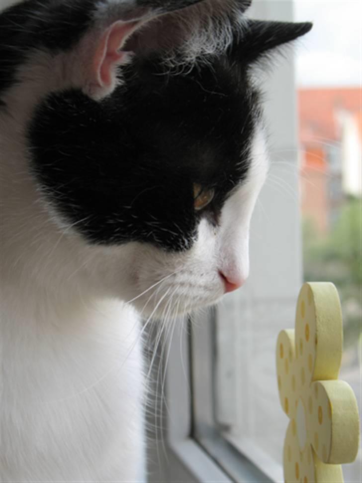 Huskat Zorba billede 1