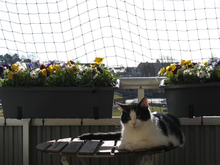 Huskat Zorba billede 2