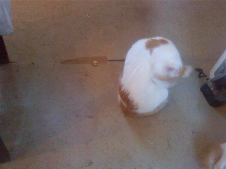 Huskat Trunte<3 - Så var der tid til at blive  vasket, mine hoved er sløret fordi jeg bevæger det sorry:) billede 6