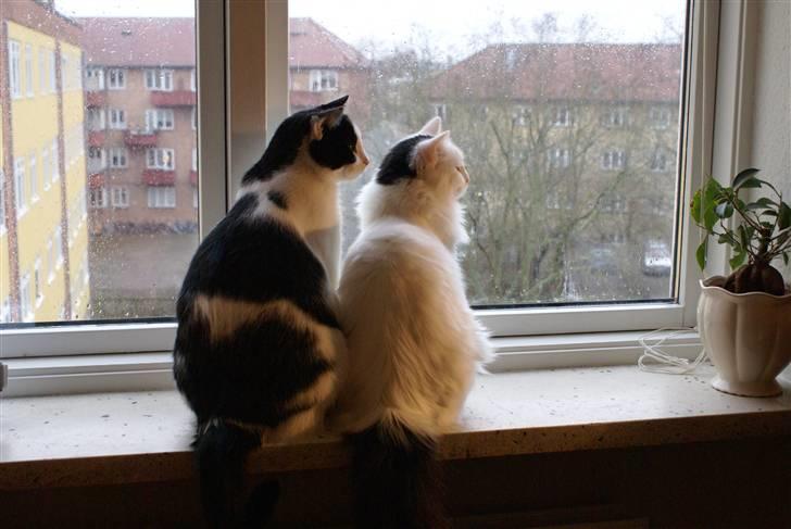 Huskat Zorba billede 3