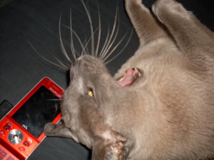 Burmeser Blue Barriester »Victor« - Godmorgen. billede 5