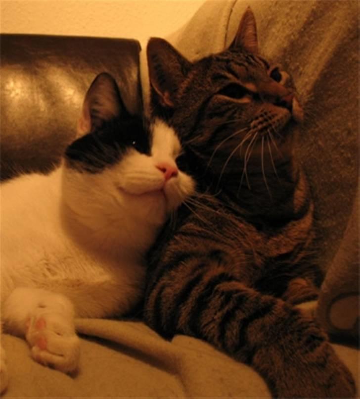 Huskat Zorba billede 4