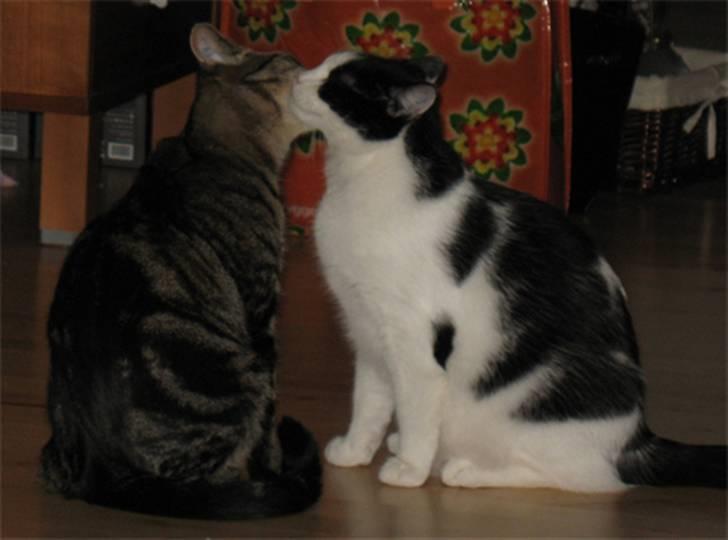 Huskat Zorba billede 5