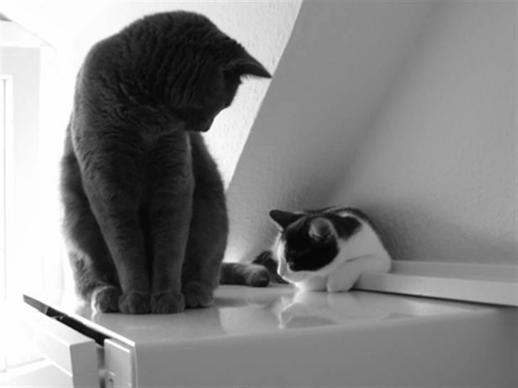 Huskat Zorba billede 6