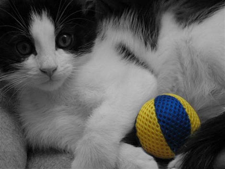 Huskat Zorba billede 7