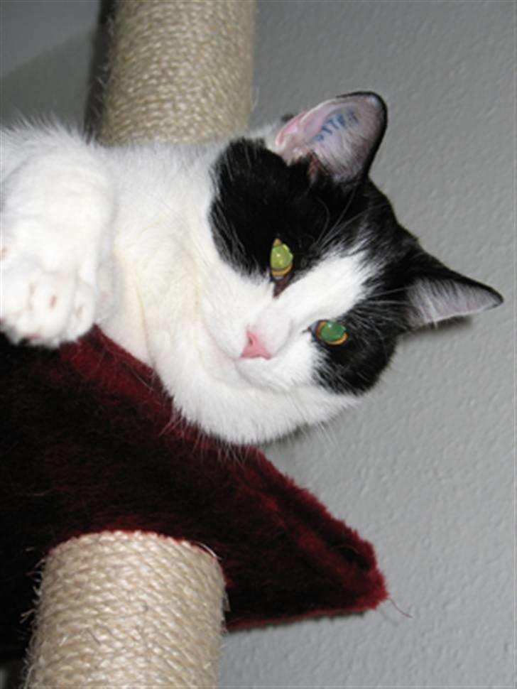 Huskat Zorba billede 8