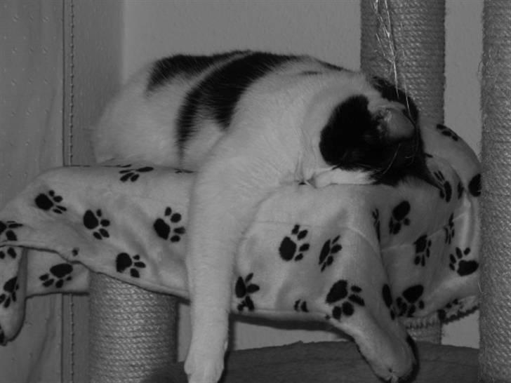 Huskat Zorba billede 9