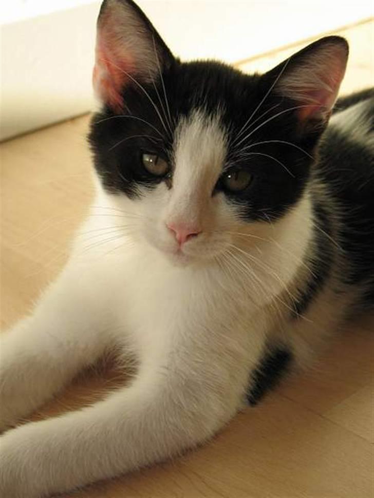 Huskat Zorba billede 10