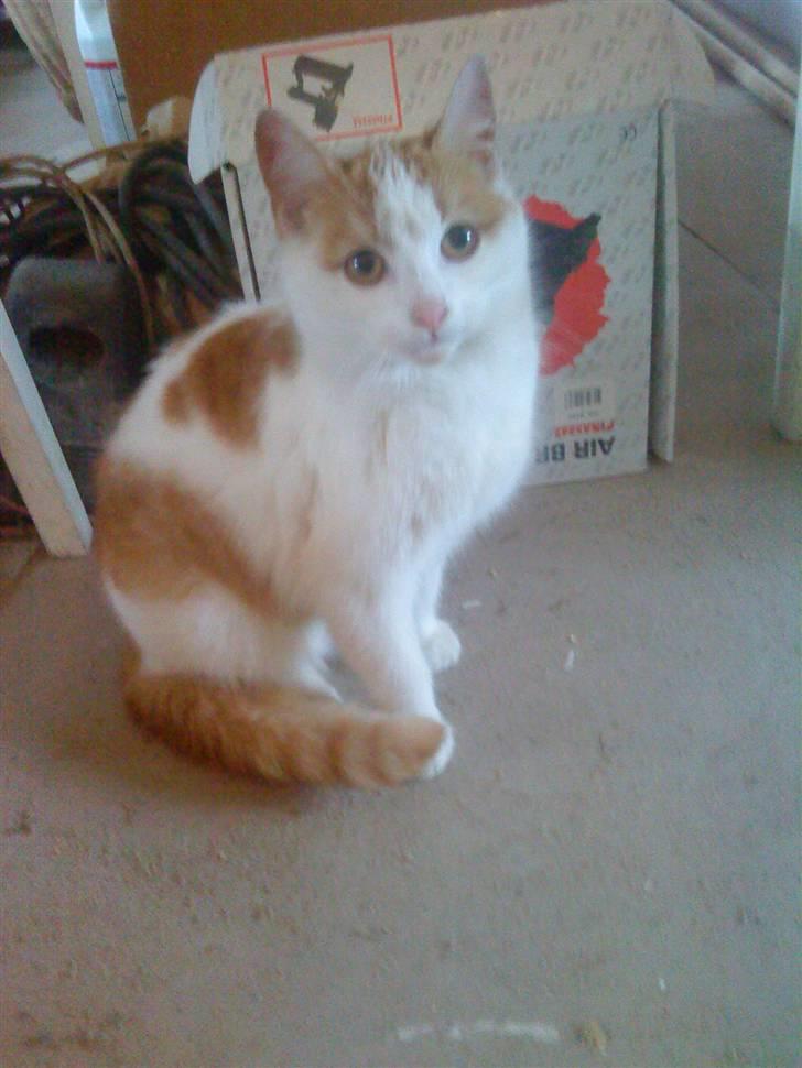 Huskat Sky<3 (min mors) - Hej med jer;) håber i kan lide mig & byder velkommen<3 billede 1