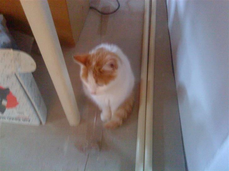 Huskat Sky<3 (min mors) - tja jeg ved nu ikk om ´jeg gider lege med billede 2