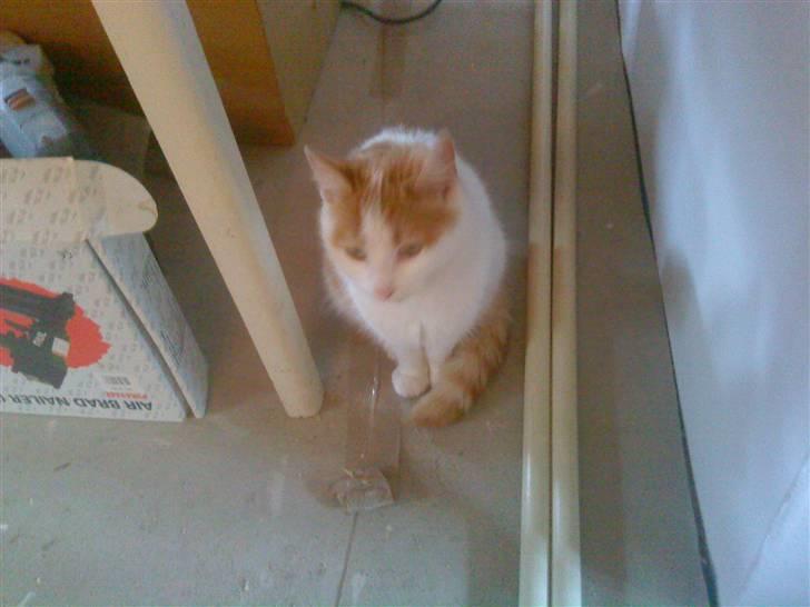 Huskat Sky<3 (min mors) - kan i se mine øjne ? liner de ikk min mors? billede 3