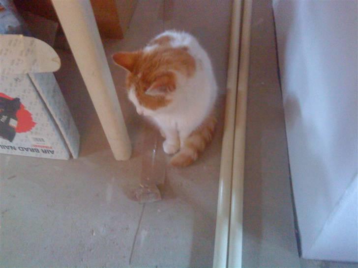 Huskat Sky<3 (min mors) - det ikke det samme´billede laver bare det samme.(lidt doven) billede 4