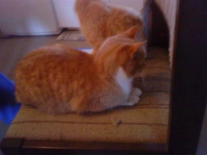 Huskat Sky<3 (min mors) - Min bror seleri forerst & min anden bror kwist bagerst<3 billede 5