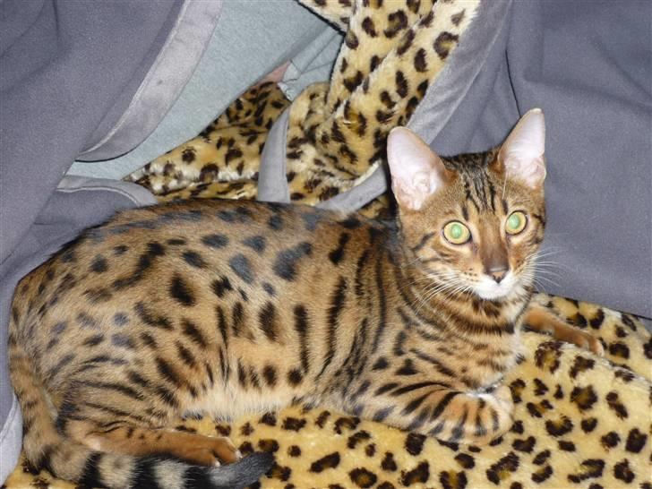 Bengal Kaiser - Min Kaiser Skat <3 billede 1