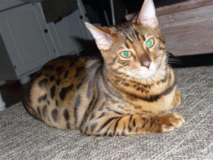 Bengal Kaiser - Kaiser<3 billede 2