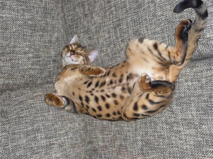 Bengal Kaiser - Lidt tyk, er man vel altid? billede 3