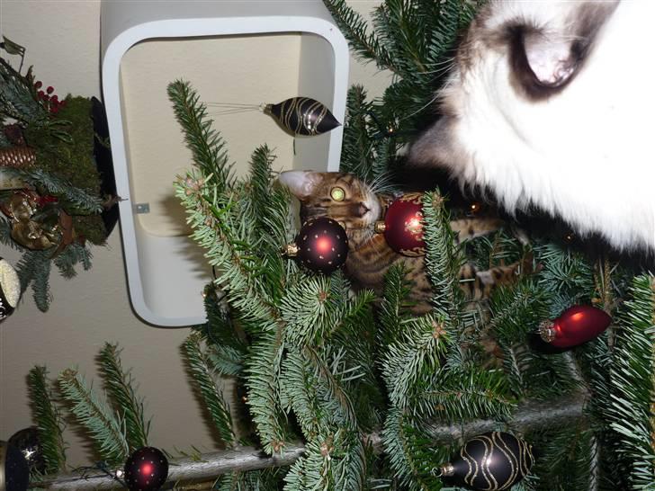 Bengal Kaiser - Kaiser udforsker juletræet  billede 4