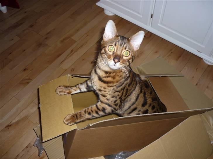 Bengal Kaiser - papkasser er jo altid lykken :D billede 5
