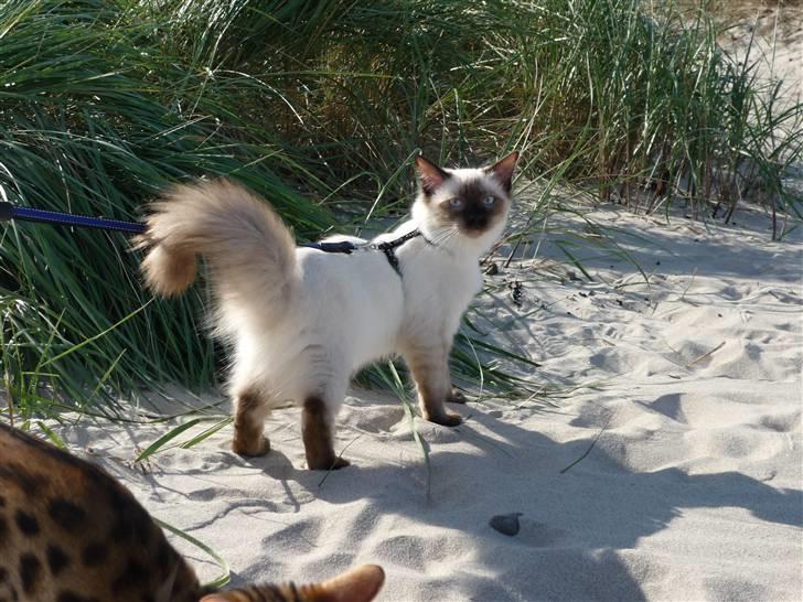 Ragdoll Pippin - Strandtur :D billede 1