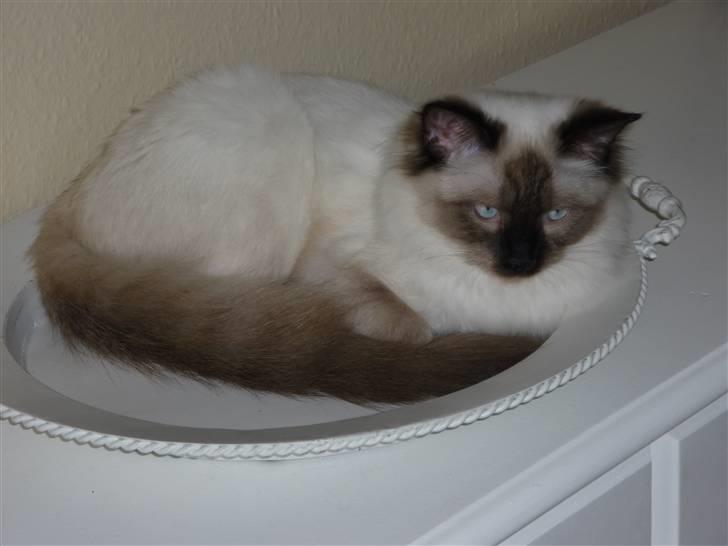Ragdoll Pippin - Afslapning i frugtfadet :P billede 2