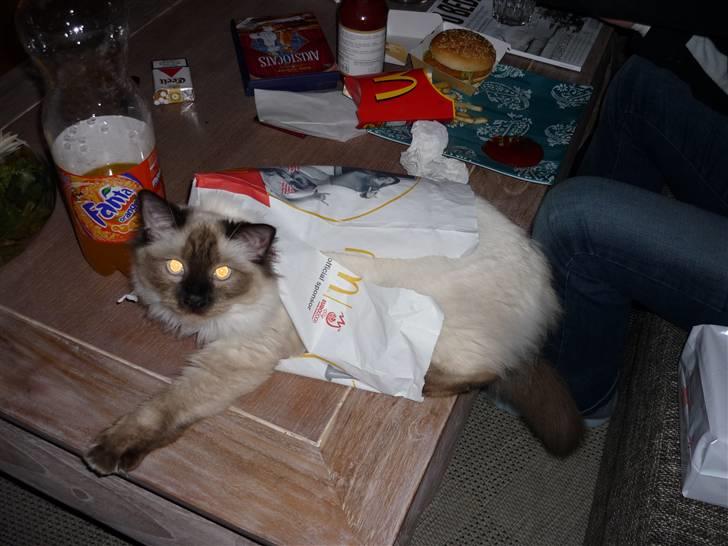 Ragdoll Pippin - JA har i hørt om ( POSEKATTEN) :D billede 3