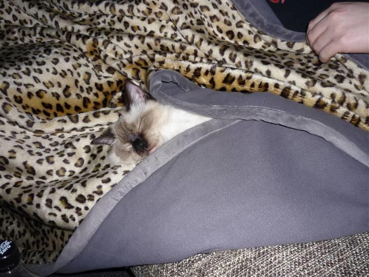 Ragdoll Pippin - Tid til middagslur  billede 4