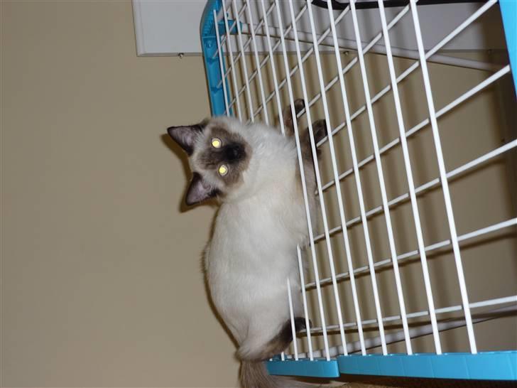 Ragdoll Pippin - Ja linedanser bliver han nok en dag :D billede 5