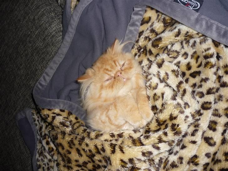 Perser Fido  - en lille lur <3 billede 1