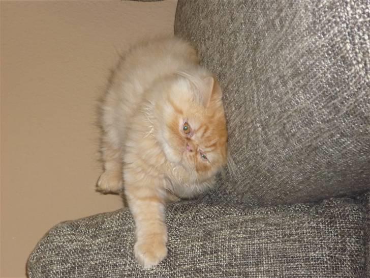 Perser Fido  - Er han ikke dejlig :D billede 2