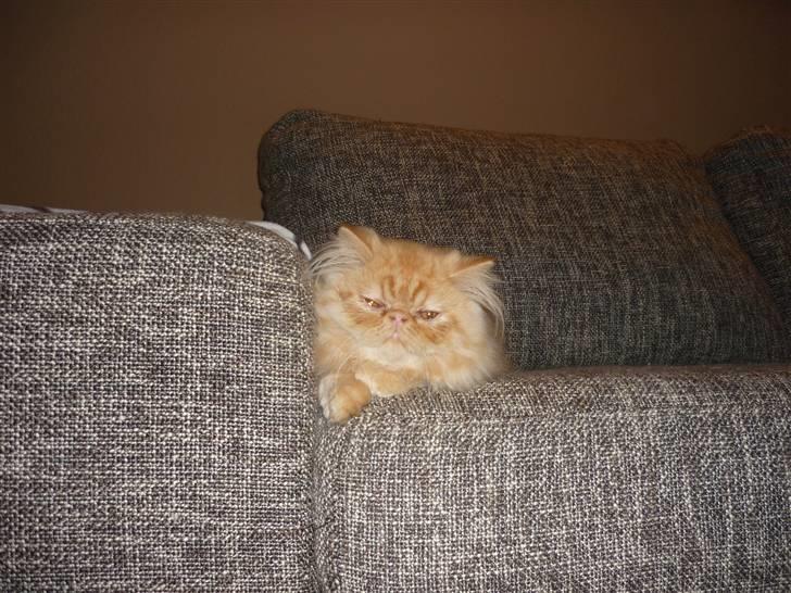 Perser Fido  - hyggemissen  billede 4