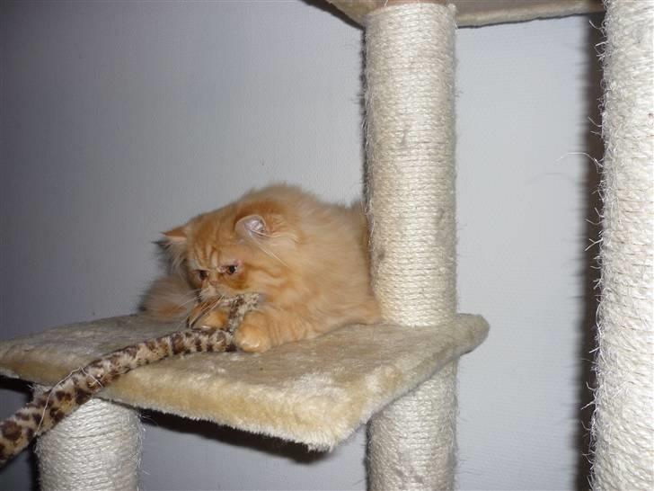 Perser Fido  - tid til leg :P billede 5