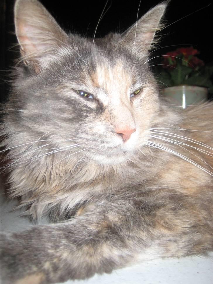 Maine Coon Mille - Smukke Mille.. billede 14