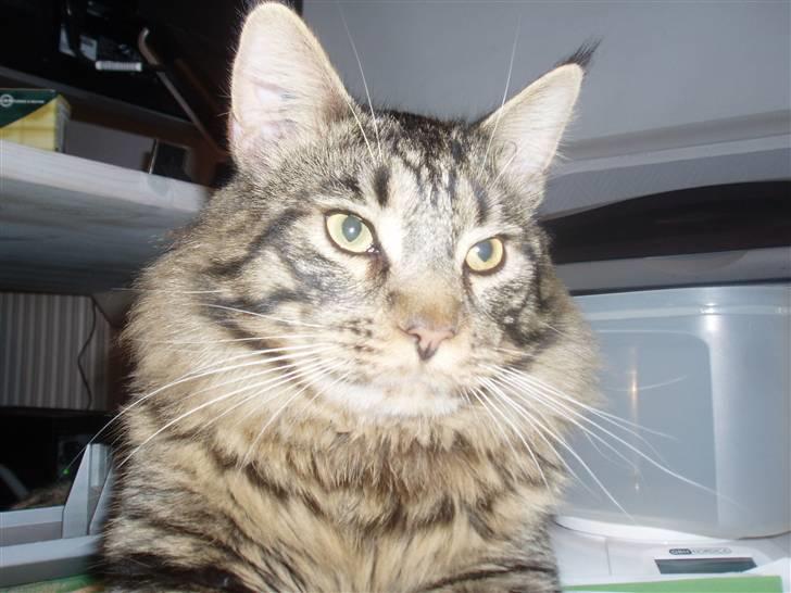 Maine Coon Uzuri (Zuri) - En opmærksom Zuri billede 1