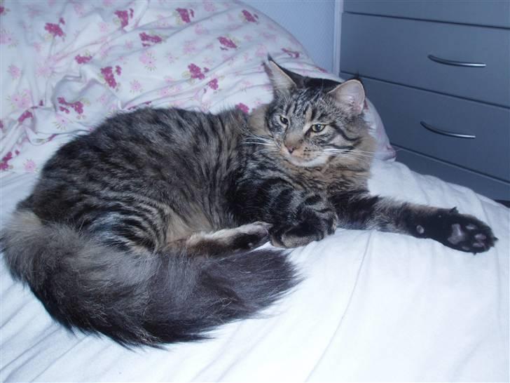 Maine Coon Uzuri (Zuri) - Far slapper af, mens killingerne får mad billede 2