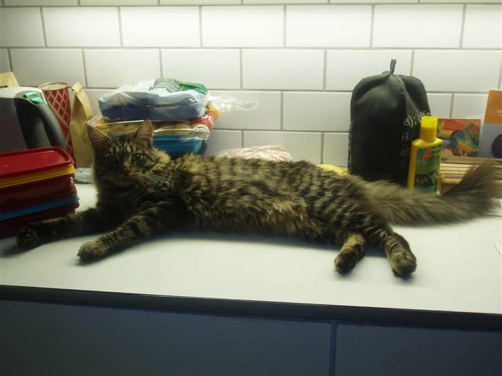 Maine Coon Uzuri (Zuri) - Kan alle se mig? billede 3