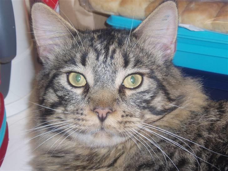 Maine Coon Uzuri (Zuri) - En flot fyr billede 4