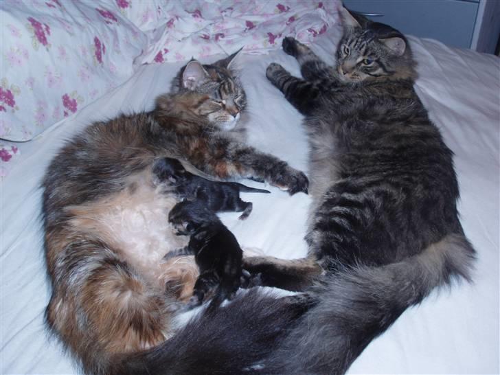 Maine Coon Uzuri (Zuri) - Kattefamilie-hygge billede 5