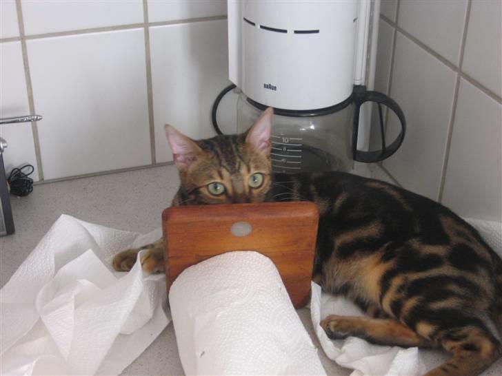 Bengal Zodiac Midnight Gold - Det kender jeg ikke noget til billede 9