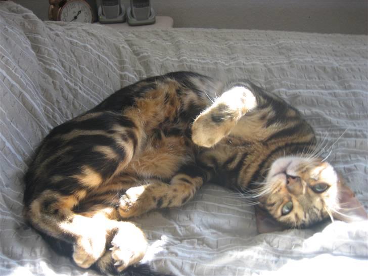 Bengal Zodiac Midnight Gold - Lidt hygge billede 10