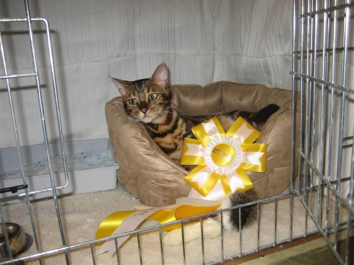 Bengal Zodiac Midnight Gold - Er jeg ikke flot billede 11