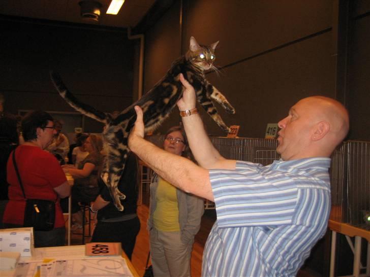 Bengal Zodiac Midnight Gold - Jeg er lidt sur!!! billede 12