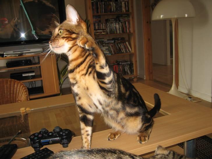 Bengal Zodiac Midnight Gold - Stik mig den der.. billede 13