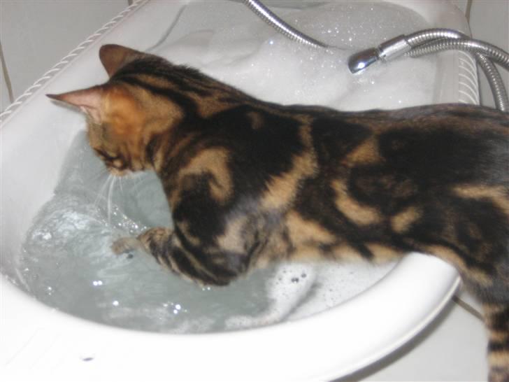 Bengal Zodiac Midnight Gold - Jeg vil også i bad... billede 14