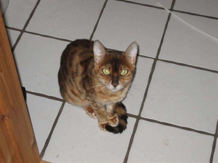 Bengal Sweet Nancy of Golden Haz billede 8