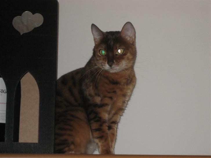 Bengal Sweet Nancy of Golden Haz billede 9