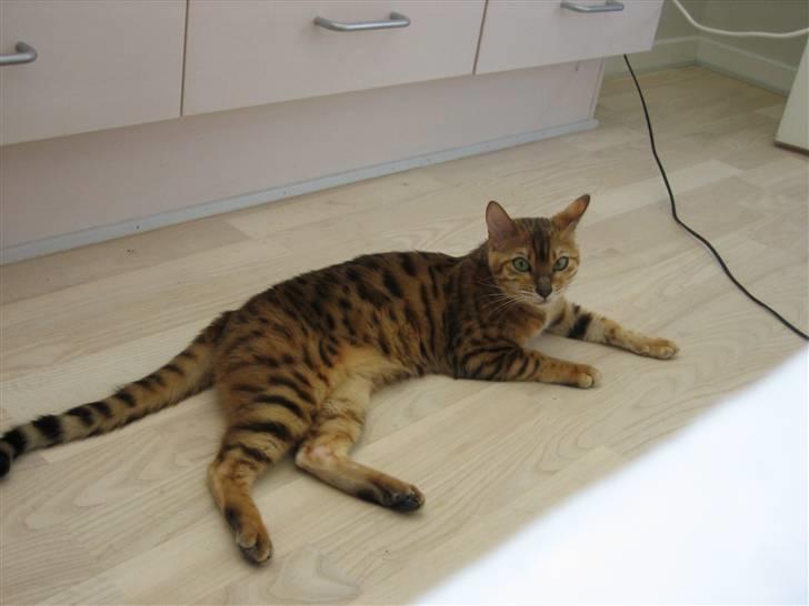 Bengal Sweet Nancy of Golden Haz - Super Model billede 10